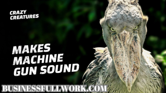 Shoebill Stork Sound